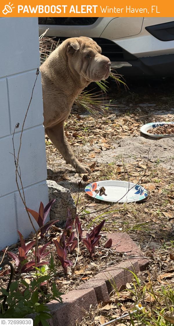Found/Stray Male Dog last seen  Deil market , Winter Haven, FL 33880
