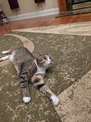 Lost Female Cat last seen Saddle Creek Drive and Jacoby Run Rd, Mount Bethel, PA 18343