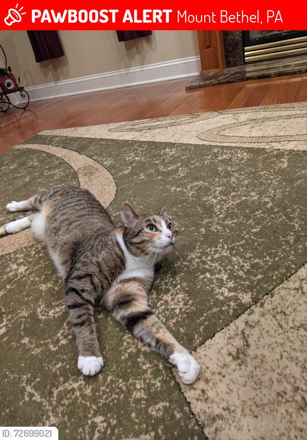 Lost Female Cat last seen Saddle Creek Drive and Jacoby Run Rd, Mount Bethel, PA 18343