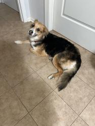 Found/Stray Female Dog last seen Catawba College, Salisbury, NC 28144