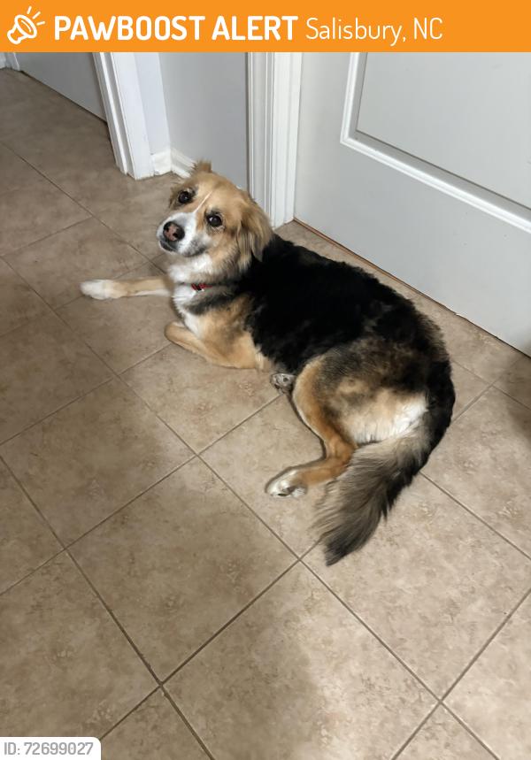 Found/Stray Female Dog last seen Catawba College, Salisbury, NC 28144