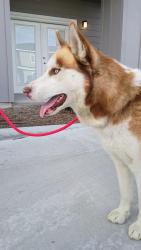 Found/Stray Unknown Dog last seen Southside s apmt , Nampa, ID 83687