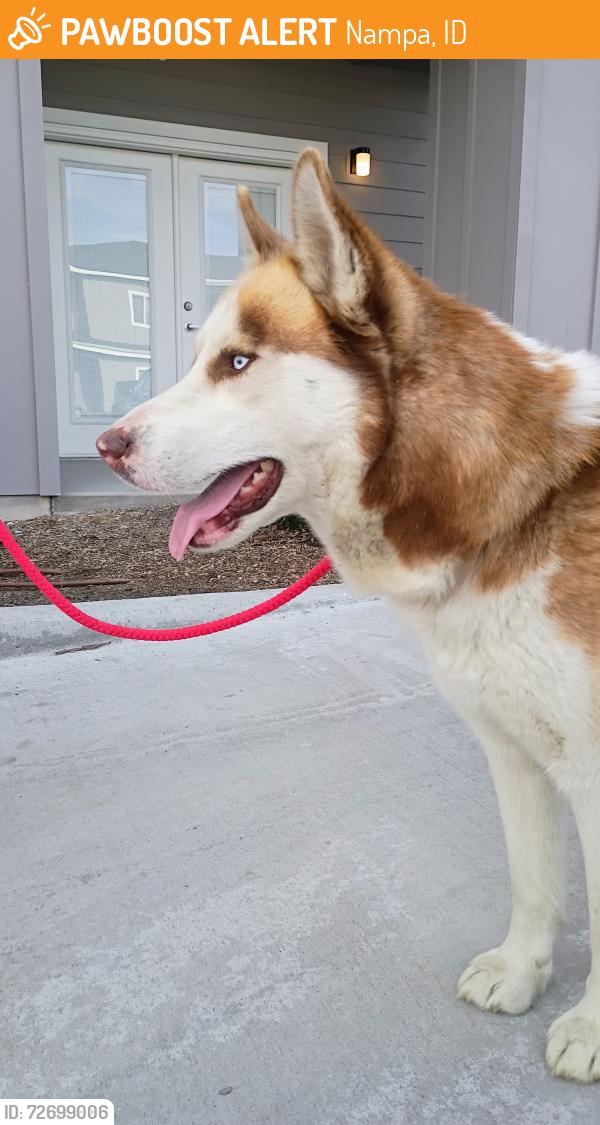 Found/Stray Unknown Dog last seen Southside s apmt , Nampa, ID 83687