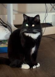 Lost Female Cat last seen Orchard Streer, Auburn, WA 98002