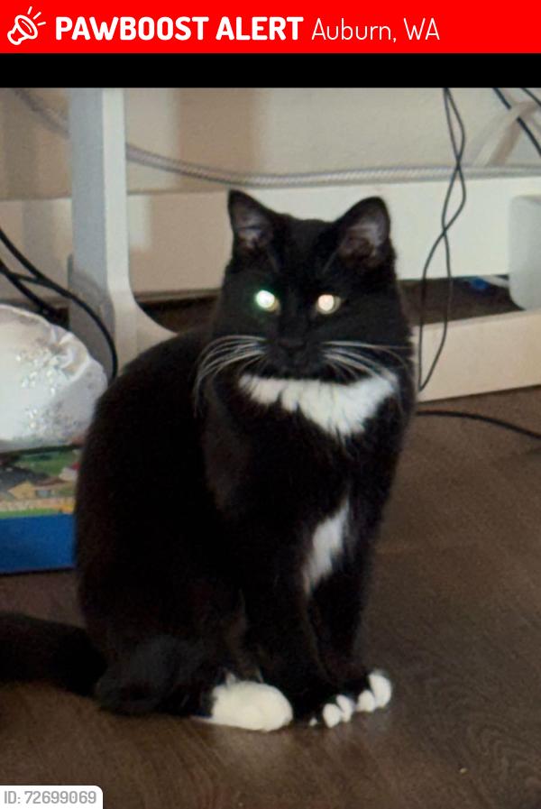 Lost Female Cat last seen Orchard Streer, Auburn, WA 98002