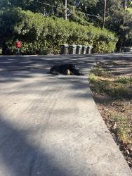 Found/Stray Female Dog last seen Near Country Club Blvd Stockton, CA  95204 United States, Stockton, CA 95204