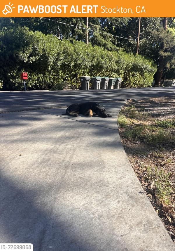 Found/Stray Female Dog last seen Near Country Club Blvd Stockton, CA  95204 United States, Stockton, CA 95204