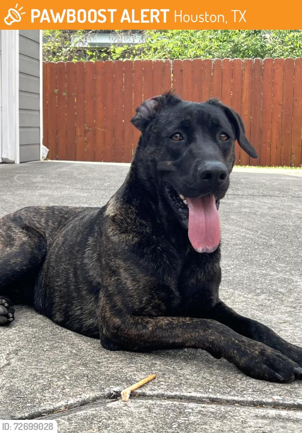 Found/Stray Female Dog last seen Randall St, Houston, TX 77008