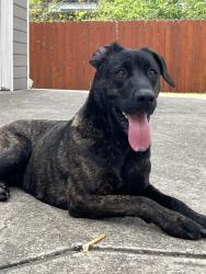 Found/Stray Female Dog last seen Randall St, Houston, TX 77008