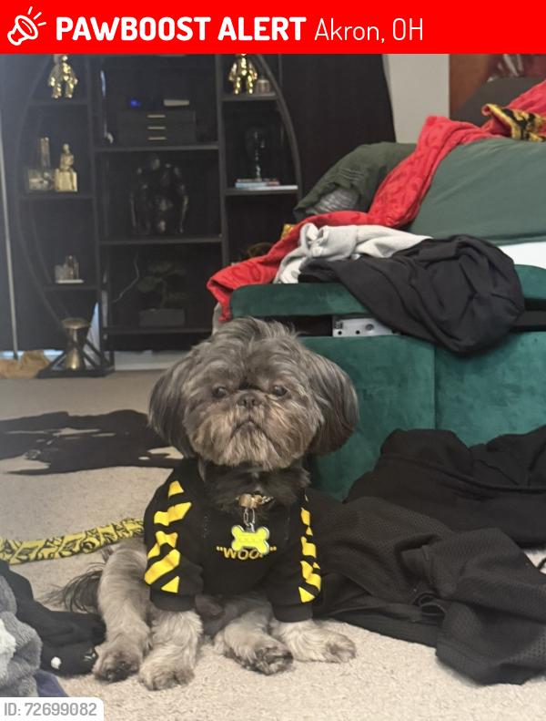 Lost Male Dog last seen Copley rd, Akron, OH 44320
