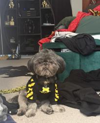Lost Male Dog last seen Copley rd, Akron, OH 44320