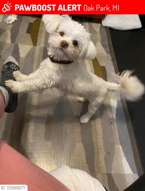 Lost Male Dog last seen Coolidge and Northfield Blvd, Oak Park, MI 48237