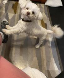 Lost Male Dog last seen Coolidge and Northfield Blvd, Oak Park, MI 48237