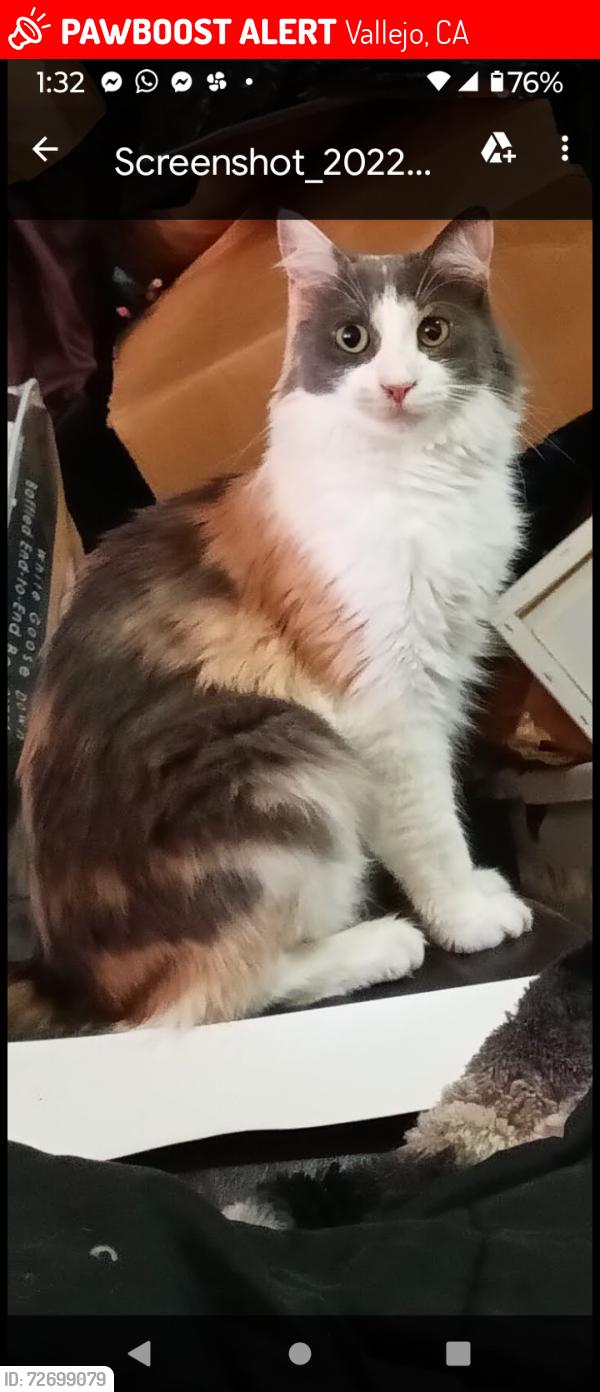 Lost Female Cat last seen Blue Rock Village Apts, Vallejo, CA 94591