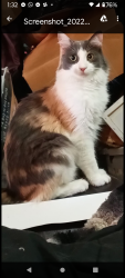 Lost Female Cat last seen Blue Rock Village Apts, Vallejo, CA 94591