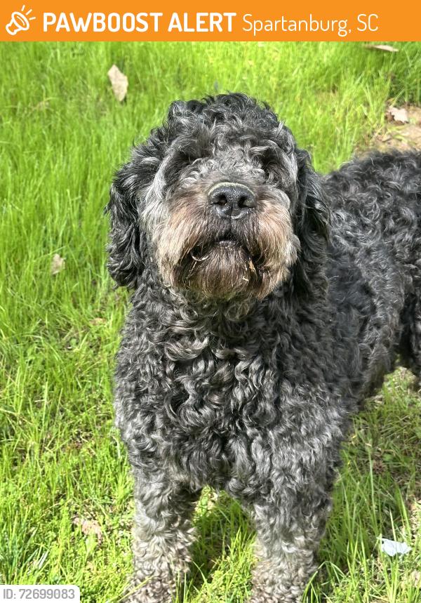 Found/Stray Unknown Dog last seen Off Woodburn Rd- Pinecrest Dr Spartanburg SC, Spartanburg, SC 29302