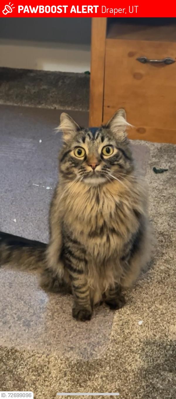 Lost Male Cat last seen Last seen at the posted address , Draper, UT 84020