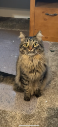Lost Male Cat last seen Last seen at the posted address , Draper, UT 84020
