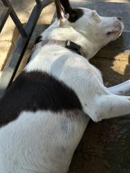Found/Stray Female Dog last seen Mcdonalds, Oakland, CA 94621