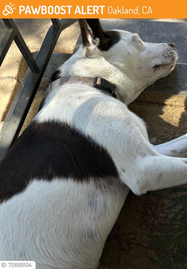 Found/Stray Female Dog last seen Mcdonalds, Oakland, CA 94621