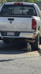 Found/Stray Unknown Dog last seen Near trey riverside ca 92502, Riverside, CA 92503