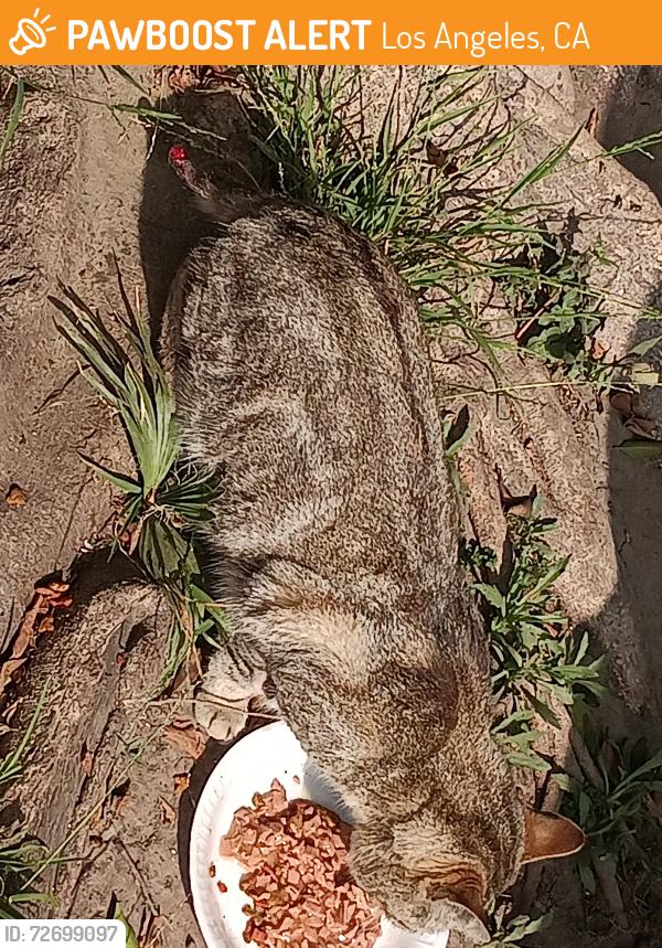 Found/Stray Male Cat last seen W 81ST , Los Angeles, CA 90044