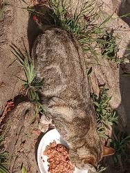 Found/Stray Male Cat last seen W 81ST , Los Angeles, CA 90044