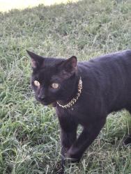 Found/Stray Male Cat last seen Victoria and Highland , Highland, CA 92346