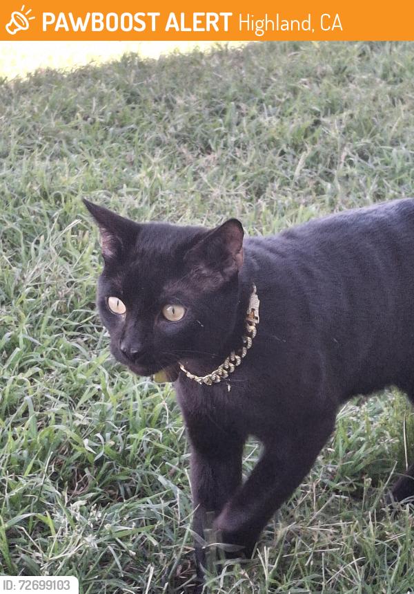 Found/Stray Male Cat last seen Victoria and Highland , Highland, CA 92346