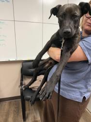 Found/Stray Male Dog last seen Boulevard Mall, Paradise, NV 89119