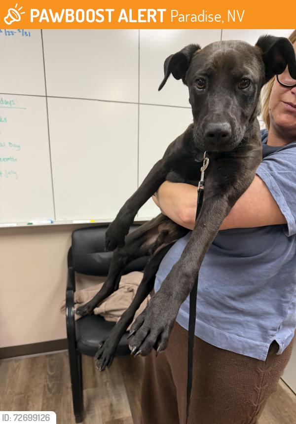 Found/Stray Male Dog last seen Boulevard Mall, Paradise, NV 89119