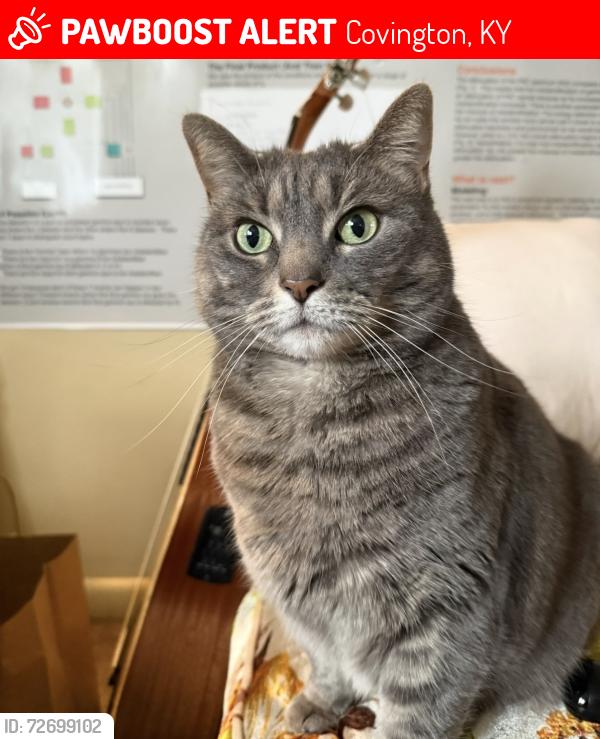 Lost Female Cat last seen Kyles Lane and Saint Anthony Circle , Covington, KY 41011
