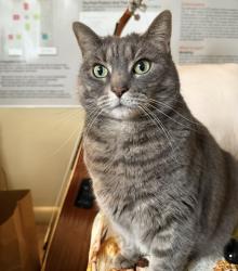 Lost Female Cat last seen Kyles Lane and Saint Anthony Circle , Covington, KY 41011