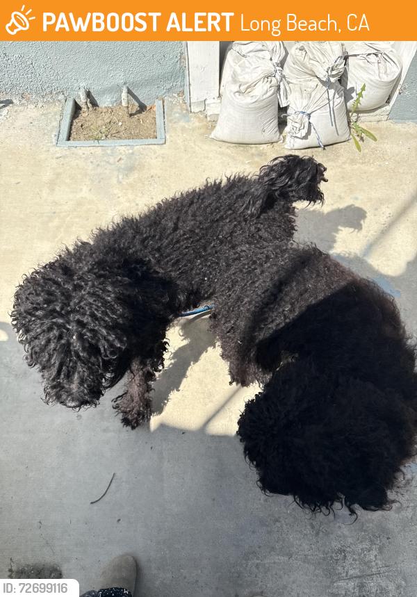 Found/Stray Male Dog last seen atlantic and harding , Long Beach, CA 90805