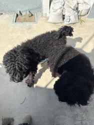 Found/Stray Male Dog last seen atlantic and harding , Long Beach, CA 90805