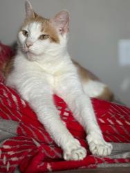 Lost Female Cat last seen Oakridge hill Columbia ave pa, Mountville, PA 17554