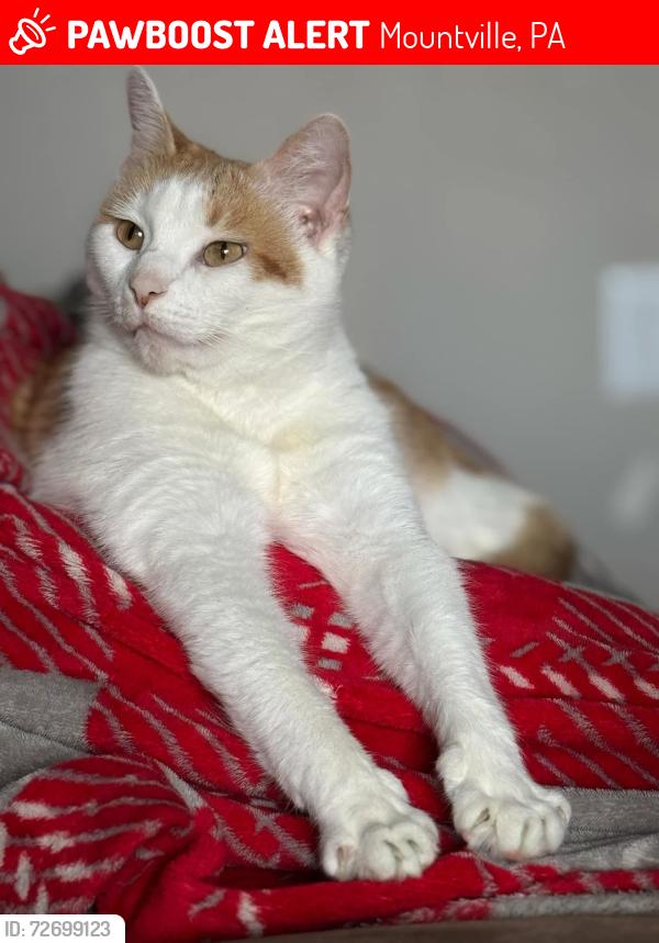 Lost Female Cat last seen Oakridge hill Columbia ave pa, Mountville, PA 17554