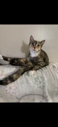 Lost Female Cat last seen Bellaire, Tipp City, OH 45371