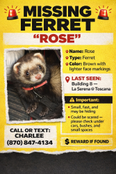 Lost Female Ferret last seen Bell & 16 street, Phoenix, AZ 85024