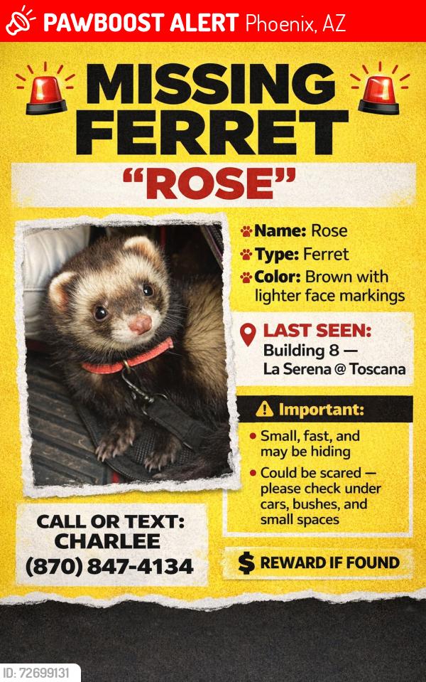 Lost Female Ferret last seen Bell & 16 street, Phoenix, AZ 85024