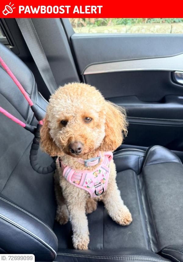 Lost Female Dog last seen Blaise castle, Bristol City, England BS10 7QS