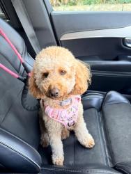 Lost Female Dog last seen Blaise castle, Bristol City, England BS10 7QS