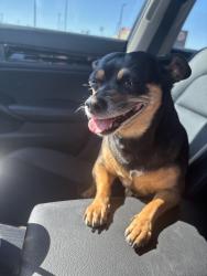 Found/Stray Unknown Dog last seen West Craig & North Tenaya , Las Vegas, NV 89129