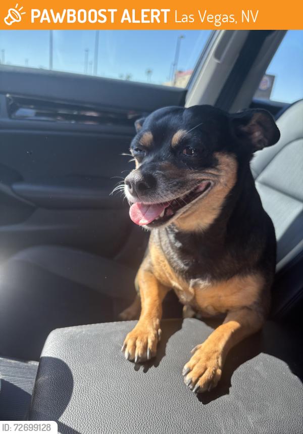 Found/Stray Unknown Dog last seen West Craig & North Tenaya , Las Vegas, NV 89129