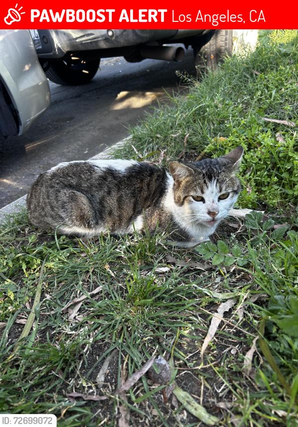 Lost Male Cat last seen W 251st and Normandie  Avenue , Los Angeles, CA 90710
