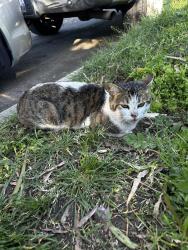 Lost Male Cat last seen W 251st and Normandie  Avenue , Los Angeles, CA 90710