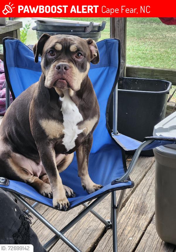 Lost Female Dog last seen Bethany dr & maxwell rd, Cape Fear, NC 28391
