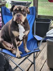 Lost Female Dog last seen Bethany dr & maxwell rd, Cape Fear, NC 28391