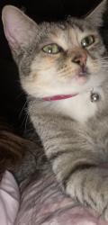 Lost Female Cat last seen Sey Way, Riverside, CA 92503