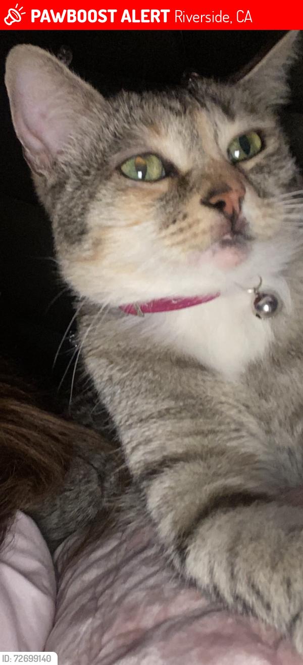 Lost Female Cat last seen Sey Way, Riverside, CA 92503